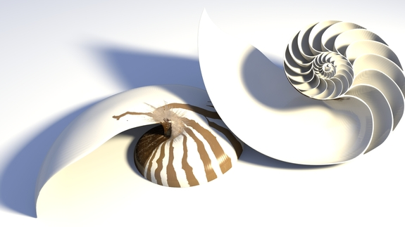 Secret Healing of Nautilus Seashells